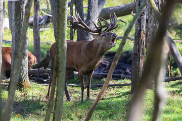 European red deer (Cervus elaphus) in rut, it is fourth  the largest deer species