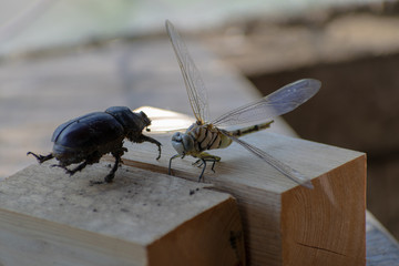 Dried dragonfly without tail and rhinoceros beetle close-up on a wooden bar. Macro shot..