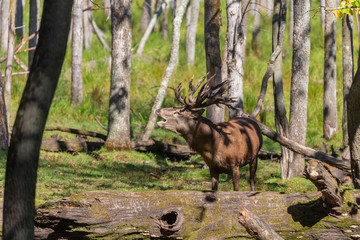 European red deer (Cervus elaphus) in rut, it is fourth  the largest deer species