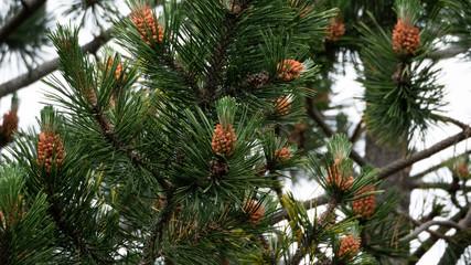 branch of a pine tree with cones