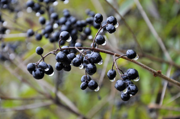 Berries ripen on the branch of the bush Ligustrum vulgare