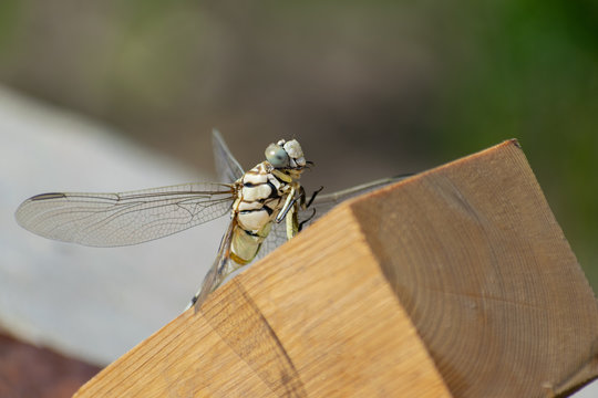 Dried dragonfly on a wooden bar on a sunny day. Side view. Macro shot. Large insect sting.