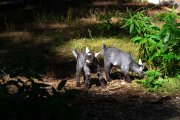The pygmy goat  kids in wildlife park. African  pygmy goat is domestic miniature breed