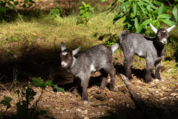 The pygmy goat  kids in wildlife park. African  pygmy goat is domestic miniature breed