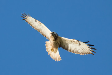 Mäusebussard im Flug
