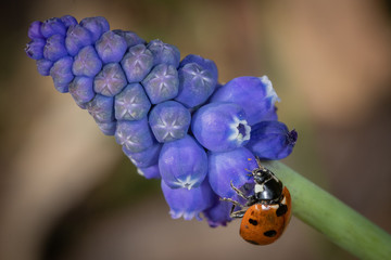 Marienk&auml;fer auf Lila Bl&uuml;te