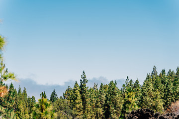 Postcards from Tenerife