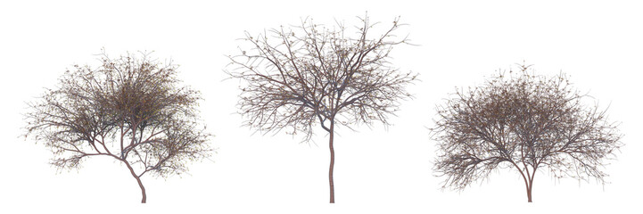 Persian silk tree winter season on a white background with clipping path.Realistic 3D rendering..
