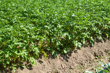 Fototapeta na wymiar potatoes grown in a field in rows