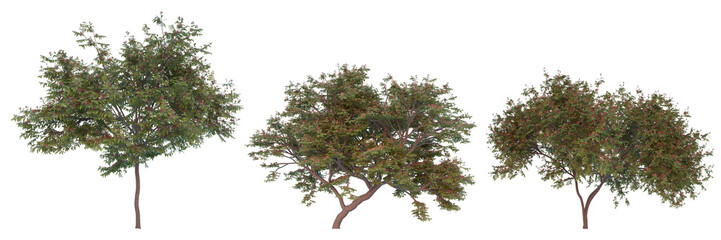 Persian silk tree summer season on a white background with clipping path.Realistic 3D rendering..
