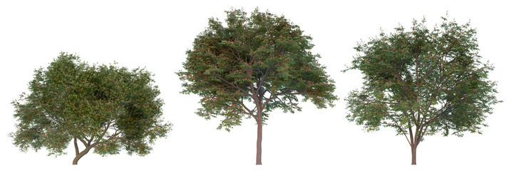 Persian silk tree summer season on a white background with clipping path.Realistic 3D rendering..