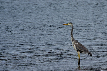 great blue heron