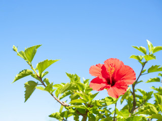 ハイビスカスと青い空