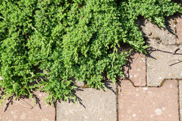 Juniper, Juniperus procumbens as background