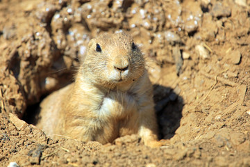 An Isolated Prairie Dog Appearing From A Burrow