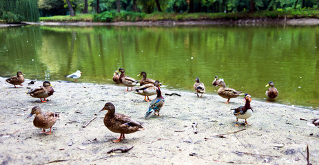 ducks on the edge of a large pond © Krzysztof