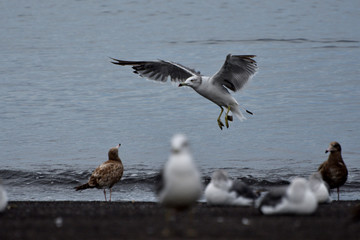 seagulls on the beach