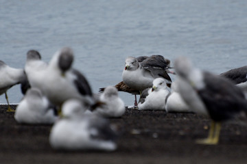 seagulls on the beach
