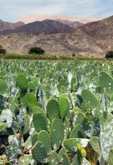 Fototapeta premium Prickly Pear Cactus or Opuntia field near Nasca town