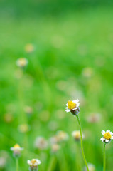 In the garden there are many white flowers.Copy space.Do not focus on the main object of this image.