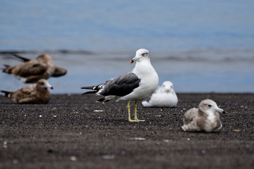 seagulls on the beach