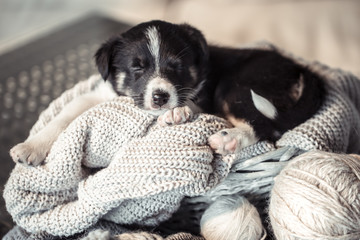 Little cute puppy lying with a sweater.
