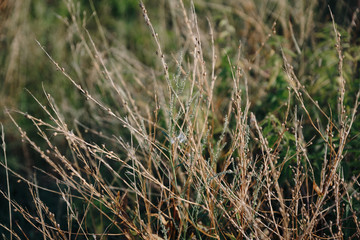 Autumn withered grass closeup with blurred background