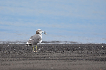 seagull with prey