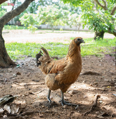 Hen of chicken animal standing on the floor at garden