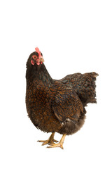 Portrait of a Barnevelder hen chicken, golden laced with black standing full body  isolated on a white background