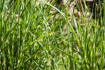 Miscanthus sinensis detail of leaves by the lake