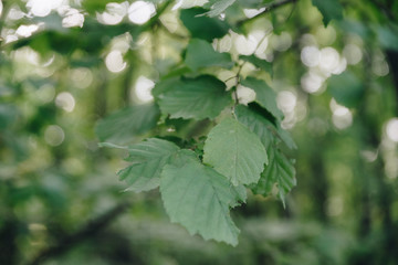 Autumn withered grass closeup with blurred background