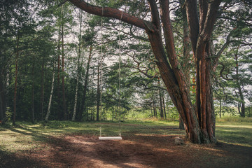 Empty white swing attached to a tree in the forest 