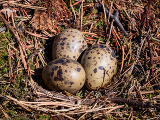 Naklejka na ściany i meble A nest filled with three seagull bird eggs On the moss