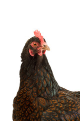 Portrait of a Barnevelder hen chicken, golden laced with black close up from the head isolated on a white background