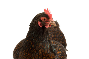Portrait of a Barnevelder hen chicken, golden laced with black close up from the head isolated on a white background