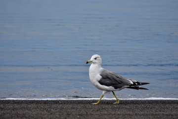 seagull on beach
