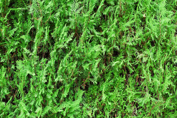 thuja green wall background