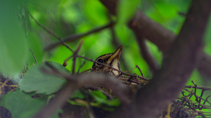  bird in the nest