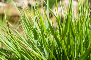 hakonechloa macra, in Japanese garden detail of leaves.