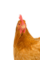 Portrait of the head of a a New Hampshire Red hen chicken isolated on a white background
