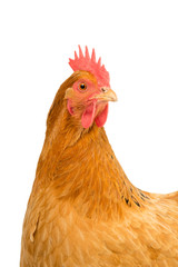 Portrait of the head of a a New Hampshire Red hen chicken isolated on a white background