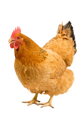 Portrait of a New Hampshire Red hen chicken standing full body isolated on a white background