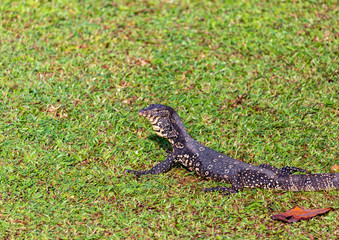 lizard on the grass