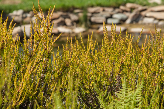 Heather, Caluna vulgaris at the creek