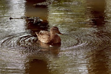 Duck relaxing in a lake