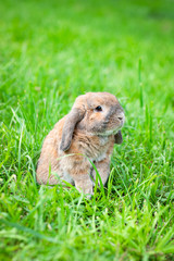 Naklejka na ściany i meble Little lop-eared rabbit sits on the lawn in park. Dwarf rabbit breed ram at sunset sun. Summer warm day.