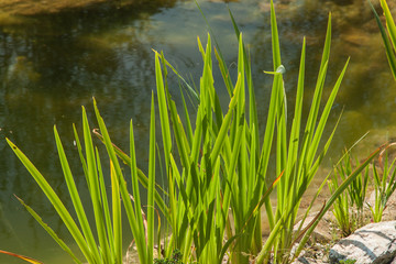 Water Iris, Iris psoudoacorus, on the shore of a pond.