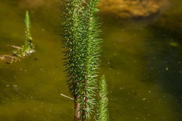 Hyppuris Vulgaris - Common Damsel, in the pond