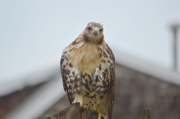 Redtail Hawk